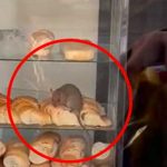 "Chefcito", Joven se encuentra una rata en la vitrina mientras compraba pan