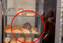 «Chefcito», joven se encuentra una rata en la vitrina mientras compraba pan "Chefcito", Joven se encuentra una rata en la vitrina mientras compraba pan