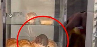 "Chefcito", Joven se encuentra una rata en la vitrina mientras compraba pan