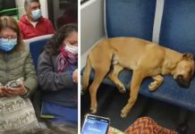 Perro se duerme en asiento de tren y deja de pie a pasajeros Perro se duerme en asiento de tren y deja de pie a pasajeros