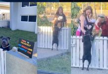 Perrita se vuelve viral por pedir a los vecinos que la acaricien Perrita se vuelve viral por pedir a los vecinos que la acaricien