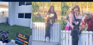 Perrita se vuelve viral por pedir a los vecinos que la acaricien