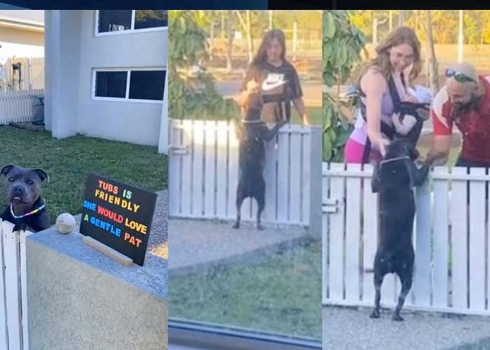 Perrita se vuelve viral por pedir a los vecinos que la acaricien