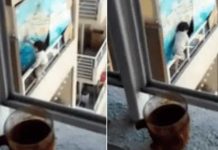 Bebé camina al borde de una ventana en edificio de 21 pisos (VIDEO)
