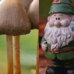 Consumió hongos y secuestro a enano pensando que "era un duende"