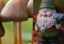 Consumió hongos y secuestró a enano pensando que «era un duende» Consumió hongos y secuestro a enano pensando que "era un duende"