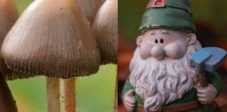 Consumió hongos y secuestro a enano pensando que "era un duende"