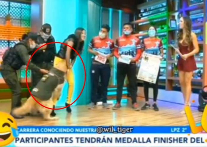 Perro policía se pone 