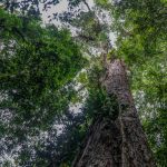 «Como un edificio»: Científicos llegan al árbol más grande en Brasil "Como un edificio": Científicos llegan al árbol más grande en Brasil