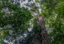 «Como un edificio»: Científicos llegan al árbol más grande en Brasil "Como un edificio": Científicos llegan al árbol más grande en Brasil