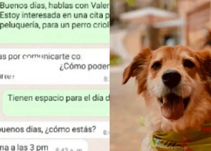 Peluquería se indigna con el nombre de un perro y su dueña los expone