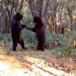 Abran la pista: Dos osos «bailando» son captados en Coahuila, México Abran las pista: Dos osos "bailando" son captados en Coahuila, México