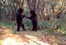 Abran las pista: Dos osos "bailando" son captados en Coahuila, México