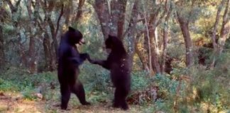 Abran las pista: Dos osos "bailando" son captados en Coahuila, México