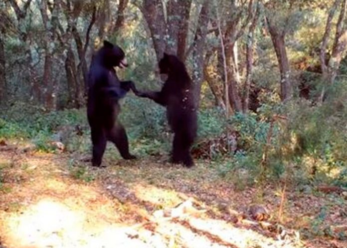 Abran las pista: Dos osos 