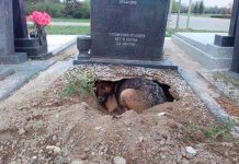 Amigo fiel: Perro hace hoyo en la tumba de su dueño para dormir ahí