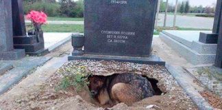 Amigo fiel: Perro hace hoyo en la tumba de su dueño para dormir ahí