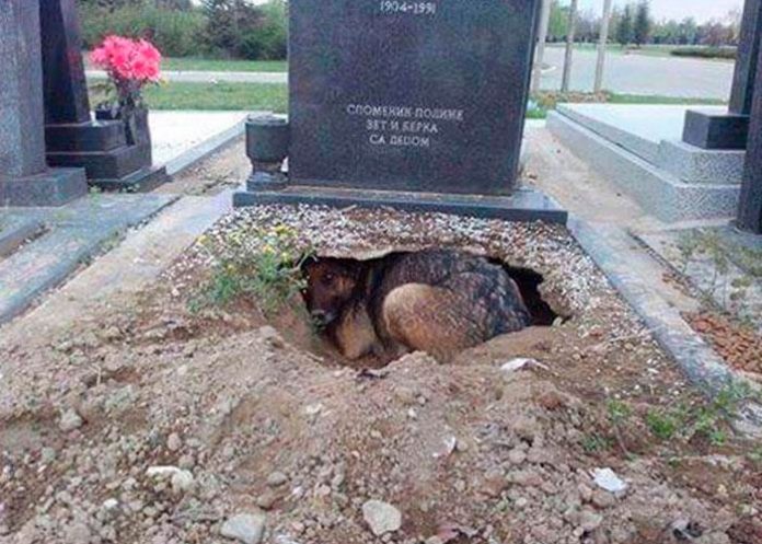 Amigo fiel: Perro hace hoyo en la tumba de su dueño para dormir ahí