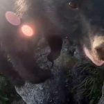¡Escape milagroso! Sujeto enfrenta a una osa mientras escala un cerro