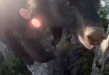 ¡Escape milagroso! Sujeto enfrenta a una osa mientras escala un cerro