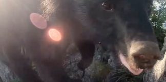 ¡Escape milagroso! Sujeto enfrenta a una osa mientras escala un cerro