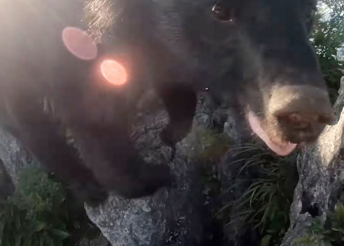 ¡Escape milagroso! Sujeto enfrenta a una osa mientras escala un cerro