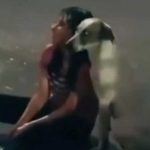 «Amigo fiel»: Mujer llora tristemente bajo la lluvia y su perro la acompaña "Amigo fiel": Mujer llora tristemente bajo la lluvia y su perro la acompaña