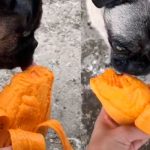 Aplica eutanasia a perrita diabética, pero antes le cumple último deseo Aplica eutanasia a perrita diabética, pero antes le cumple último deseo