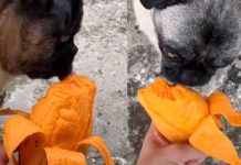 Aplica eutanasia a perrita diabética, pero antes le cumple último deseo