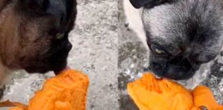 Aplica eutanasia a perrita diabética, pero antes le cumple último deseo