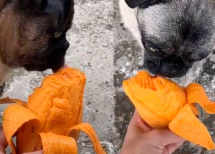 Aplica eutanasia a perrita diabética, pero antes le cumple último deseo