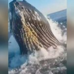 Ballena golpea un barco dando tremendo susto a un padre y su hijo Ballena golpea un barco dando tremendo susto a un padre y su hijo