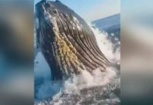 Ballena golpea un barco dando tremendo susto a un padre y su hijo Ballena golpea un barco dando tremendo susto a un padre y su hijo