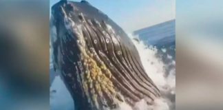 Ballena golpea un barco dando tremendo susto a un padre y su hijo