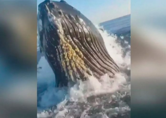 Ballena golpea un barco dando tremendo susto a un padre y su hijo