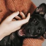 ¿Parásito de perro será la nueva cura para el cáncer? ¿Parásito de un perro será la nueva cura para el cáncer?