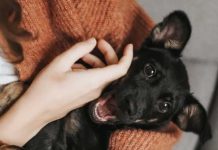 ¿Parásito de perro será la nueva cura para el cáncer? ¿Parásito de un perro será la nueva cura para el cáncer?