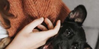 ¿Parásito de un perro será la nueva cura para el cáncer?
