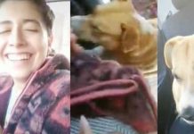 Tan tierno: Perro trepa a un vehículo para ser adoptado