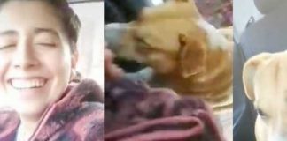 Tan tierno: Perro trepa a un vehículo para ser adoptado