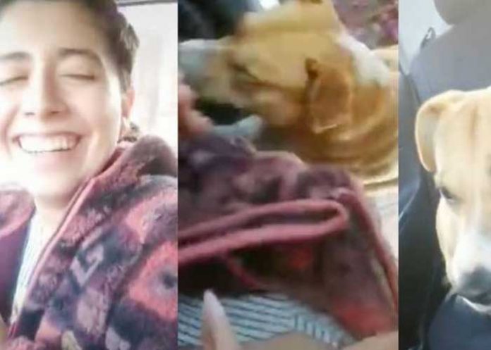 1 Tan tierno: Perro trepa a un vehículo para ser adoptado