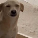 Perrita es viral en TikTok por sus gestos mientras le llaman la atención