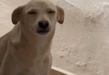 Perrita es viral en TikTok por sus gestos mientras le llaman la atención Perrita es viral en TikTok por sus gestos mientras le llaman la atención