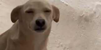 Perrita es viral en TikTok por sus gestos mientras le llaman la atención