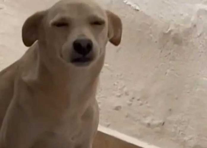 Perrita es viral en TikTok por sus gestos mientras le llaman la atención