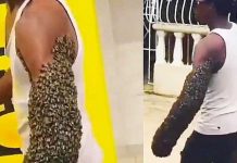 Asombroso sujeto se anima a llevar su brazo lleno de abejas Asombross sujeto se anima a llevar su brazo lleno de abejas