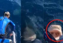 ¡Casi se desmaya! Mujer buzo se da cuenta tarde de un tiburón (VIDEO) ¡Casi se desmaya! Mujer buzo se da cuenta tarde de un tiburón (VIDEO)