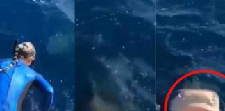 ¡Casi se desmaya! Mujer buzo se da cuenta tarde de un tiburón (VIDEO)