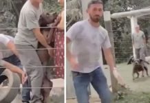 En video, perro casi se come vivo a veterinario luego que lo inyectara En video, perro casi se come vivo a veterinario luego que lo inyectara