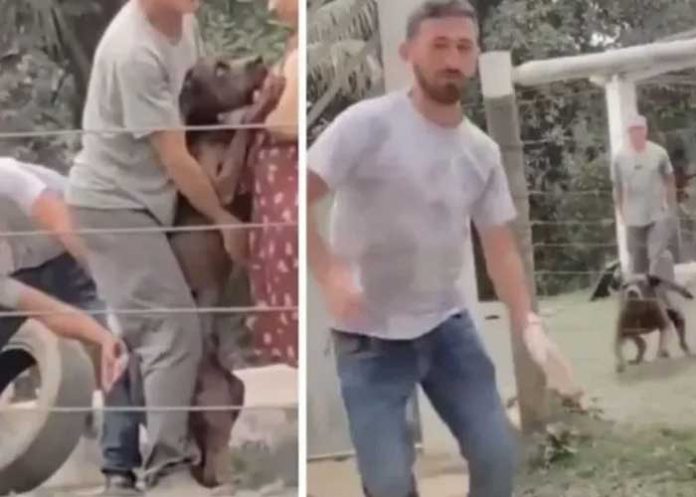 En video, perro casi se come vivo a veterinario luego que lo inyectara